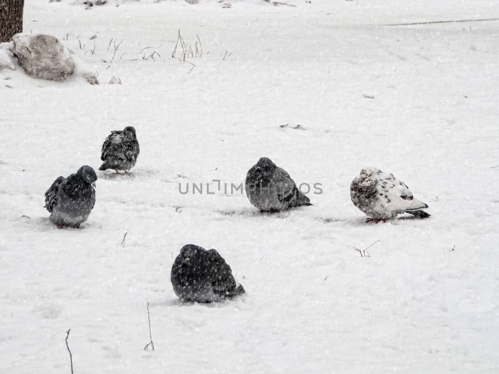 Pigeons sit in the snow in winter, it's snowing. The birds were cold and hungry.