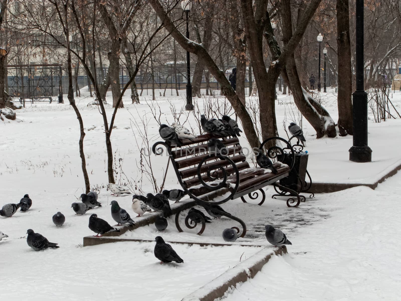 Pigeons sit in the snow in winter, it's snowing. The birds were cold and hungry.