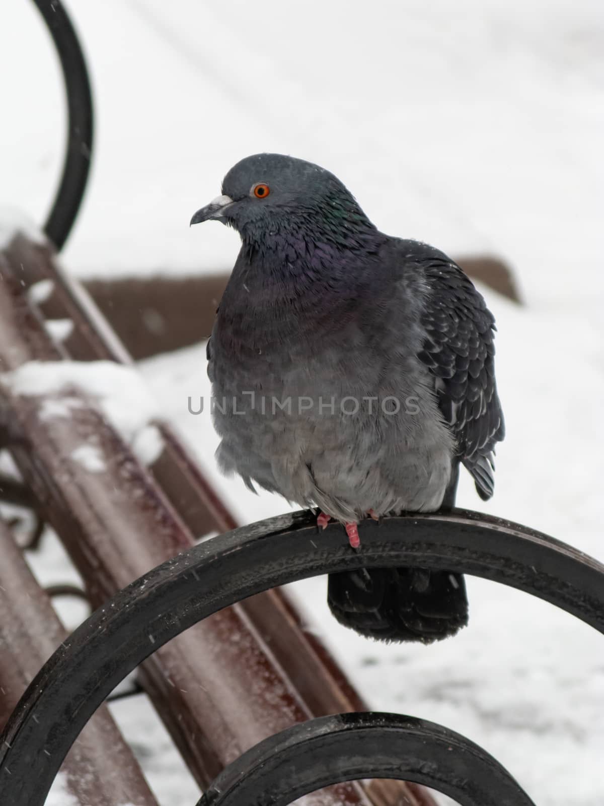 Pigeons sit in the snow in winter. The birds were cold and hungry. by bonilook