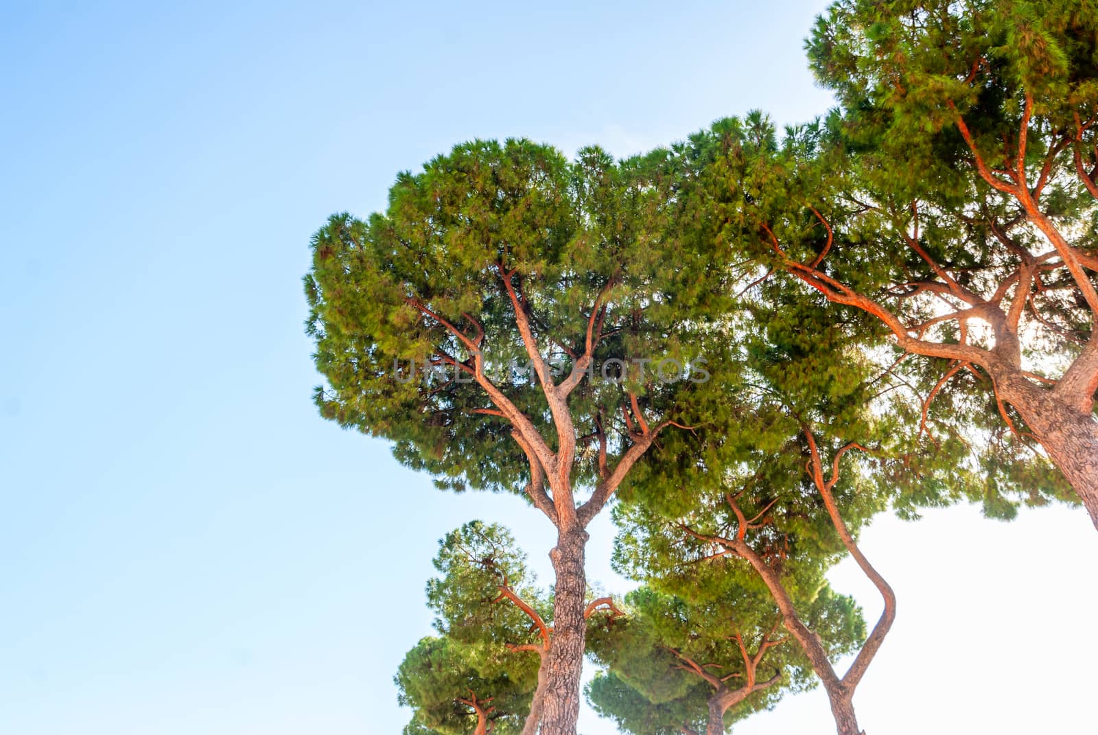 The stone pine, botanical name Pinus pinea, also known as the Italian stone pine, umbrella pine and parasol pine.