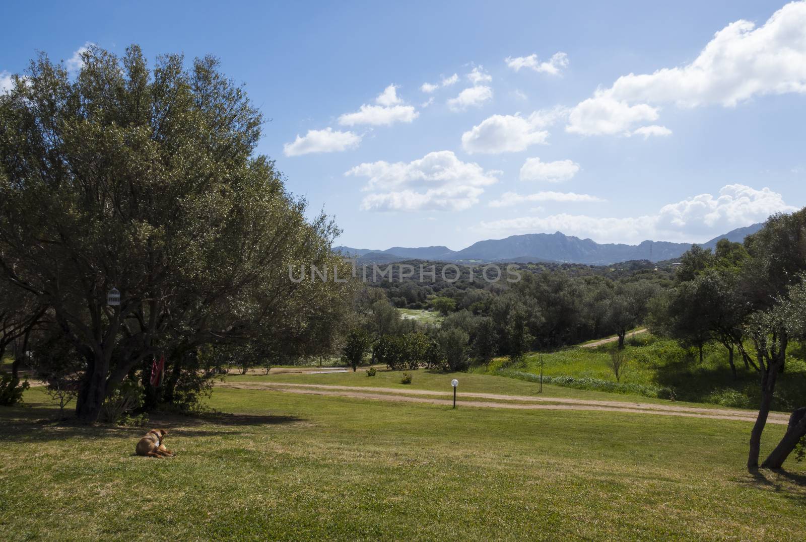 the landscape of sardinia with olive trees mountains and beautiful views