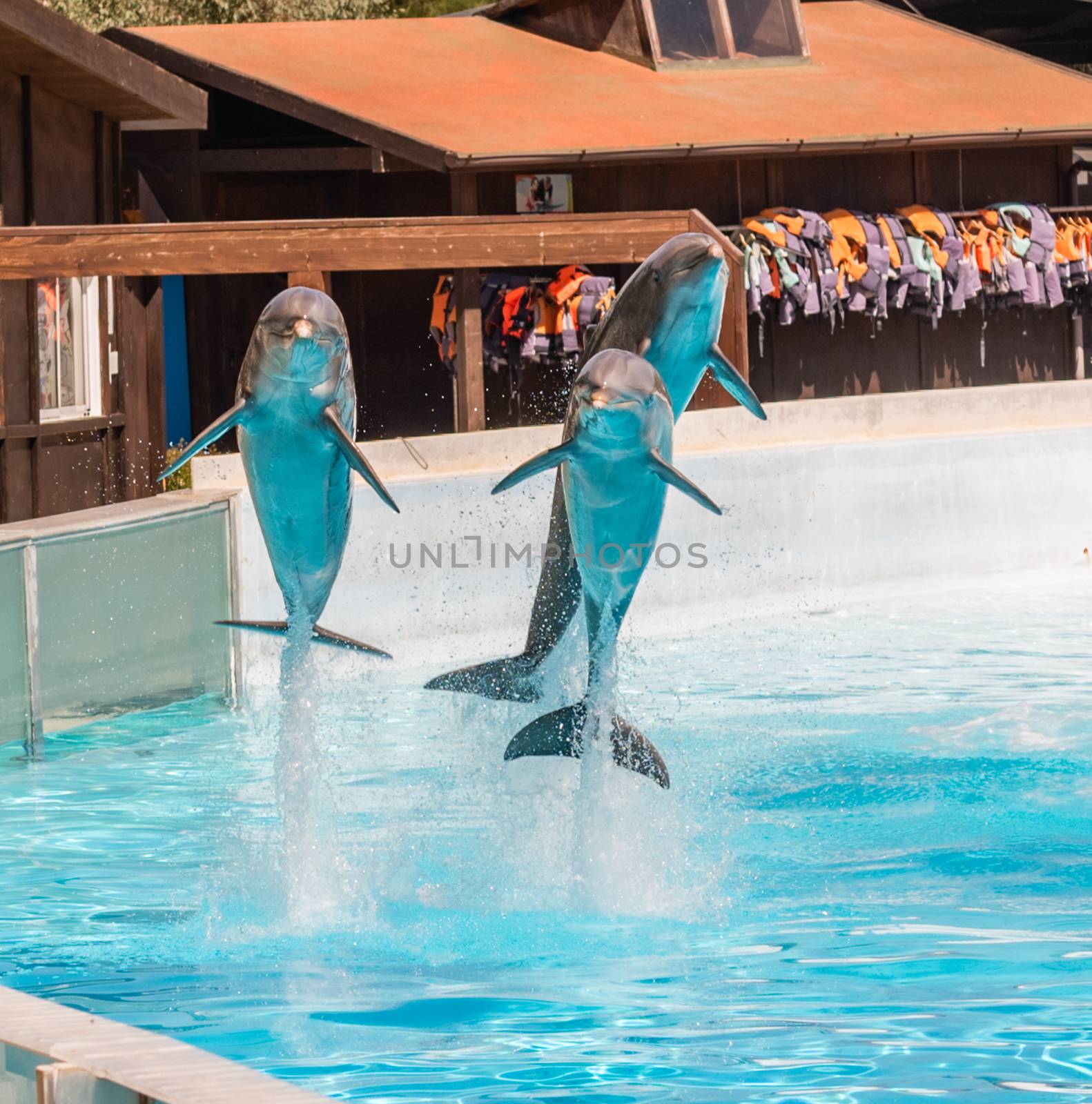 Three beautiful dolphins jumping in a swimming pool showing their acrobatic abilities