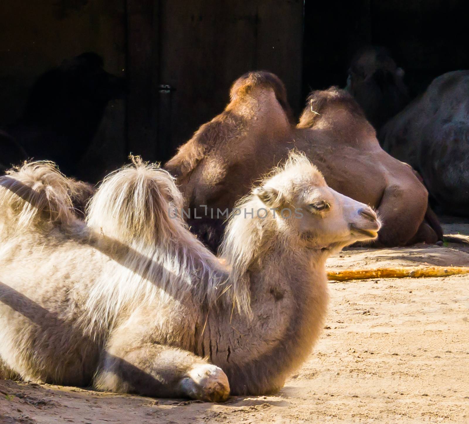 beautiful white camel sitting down in close up arabic desert animal portrait