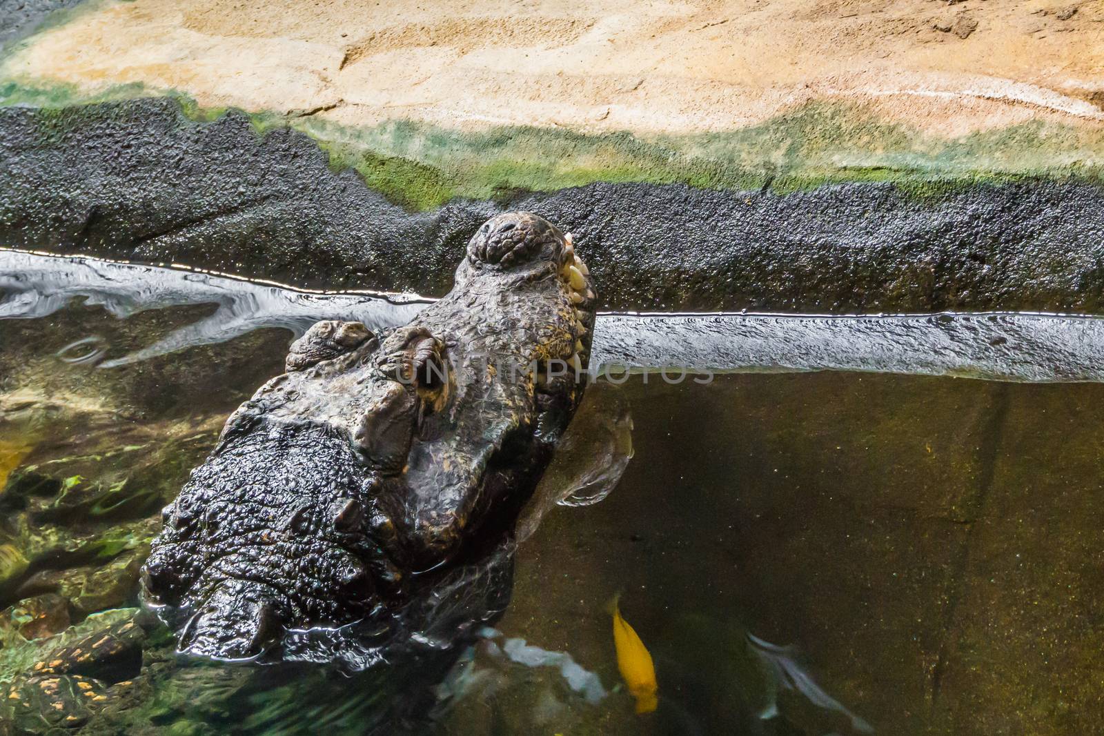 dangerous crocodile laying in the water animal portrait head in closeup