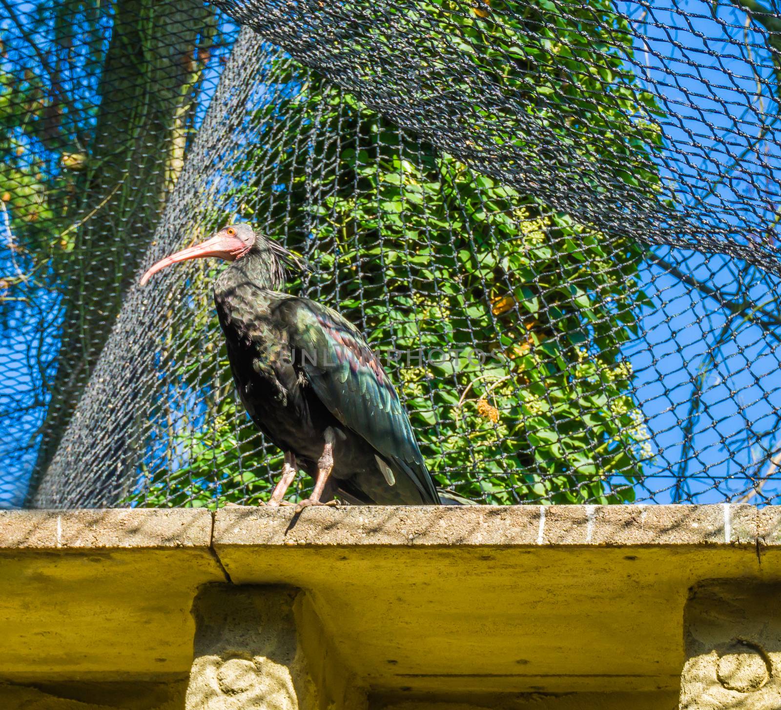 Glossy black northern bald hermit ibis sitting on a rooftop endangered bird portrait