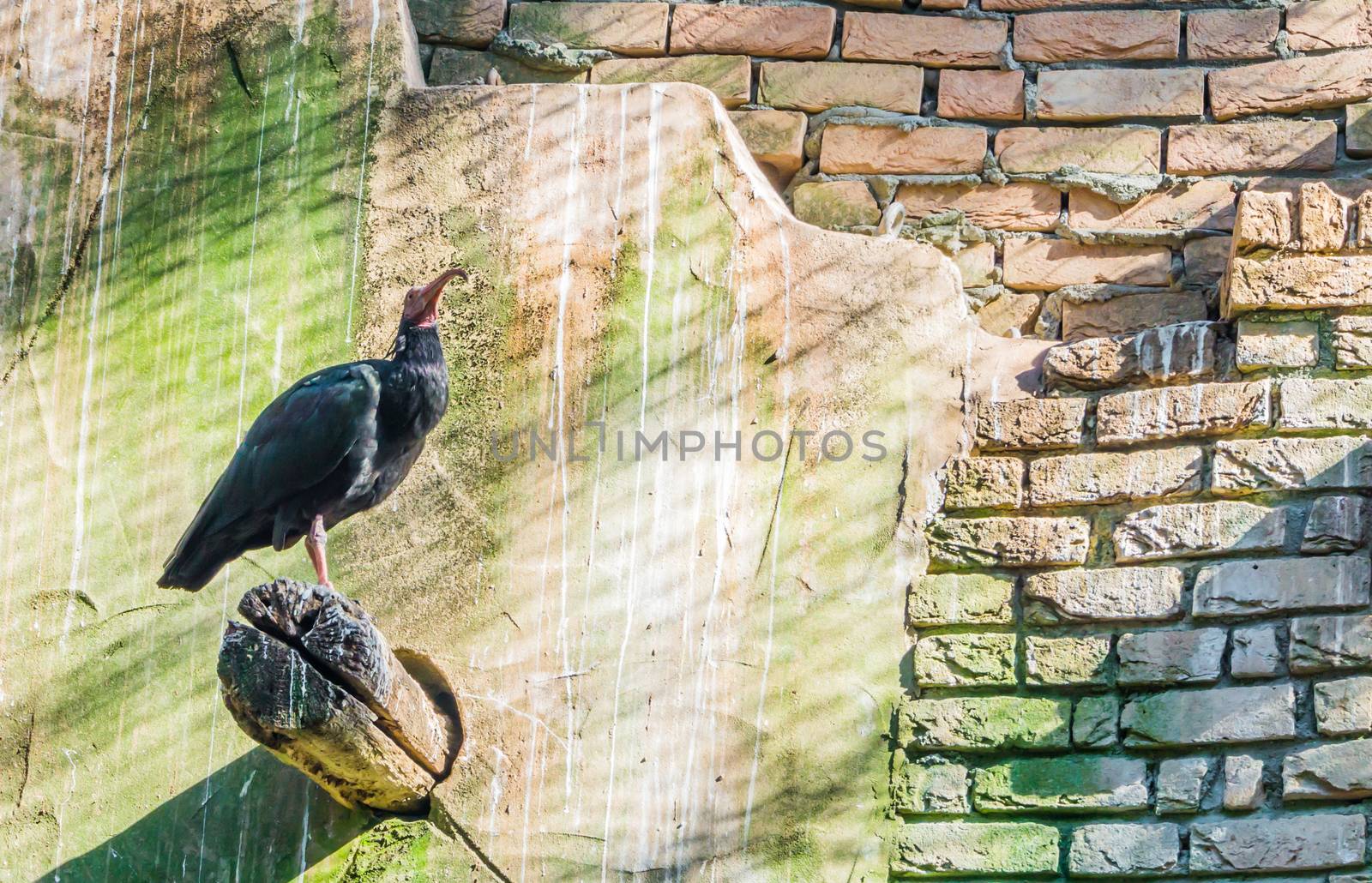 northern black bald hermit ibis sitting on a pole with a wall as background desert bird portrait