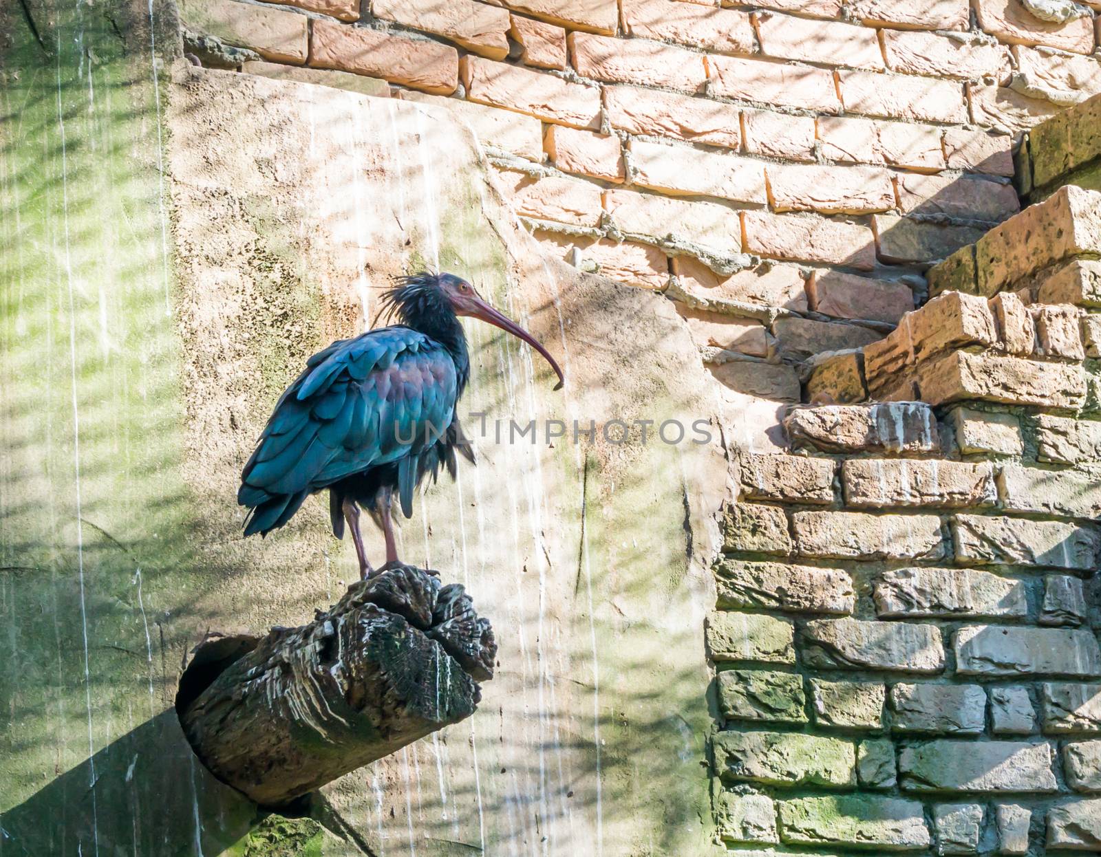 glossy black northern bald hermit ibis bird standing on a pole with his feather shining in different colors beautiful desert bird portrait