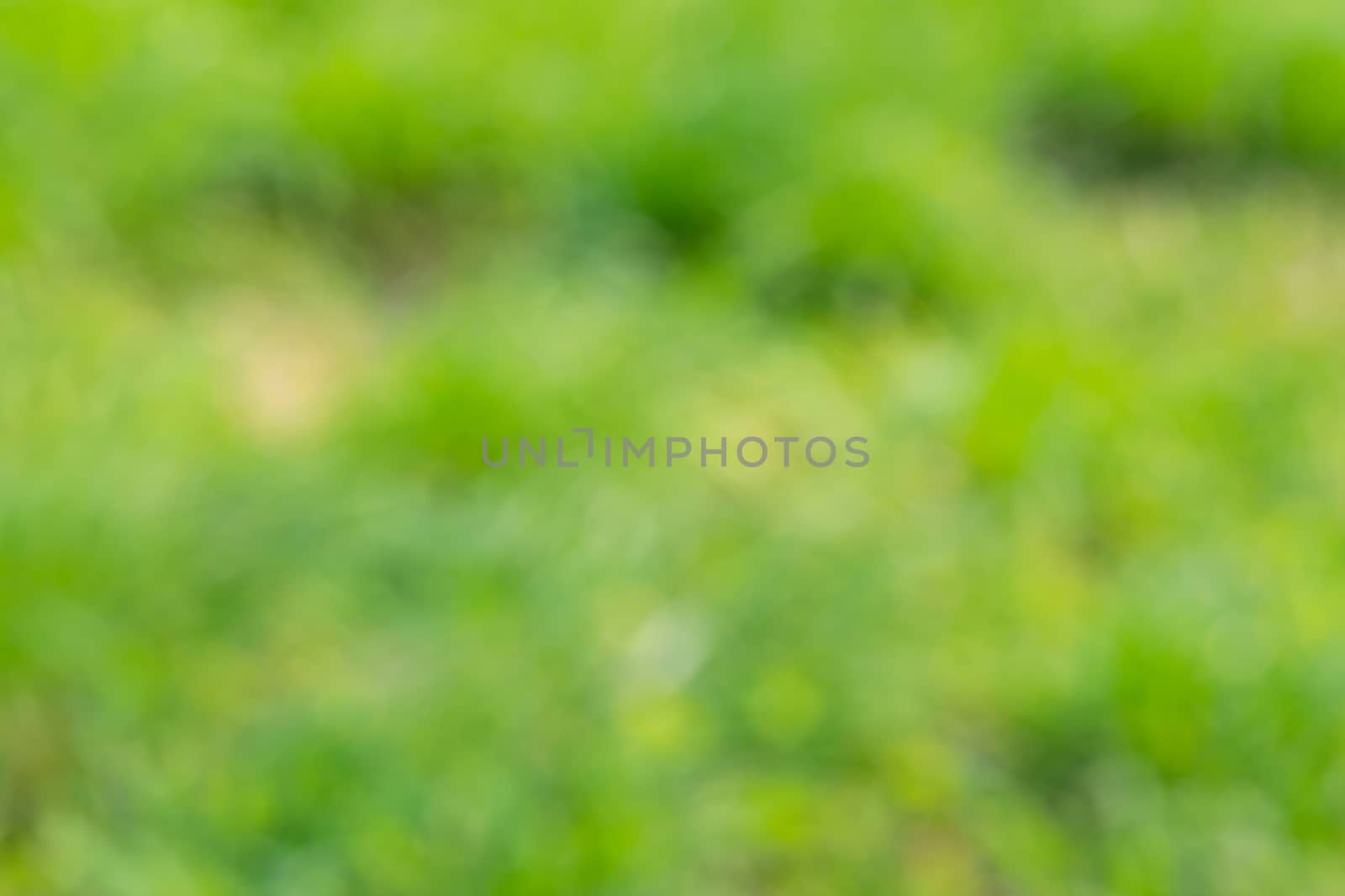 Green blurred background