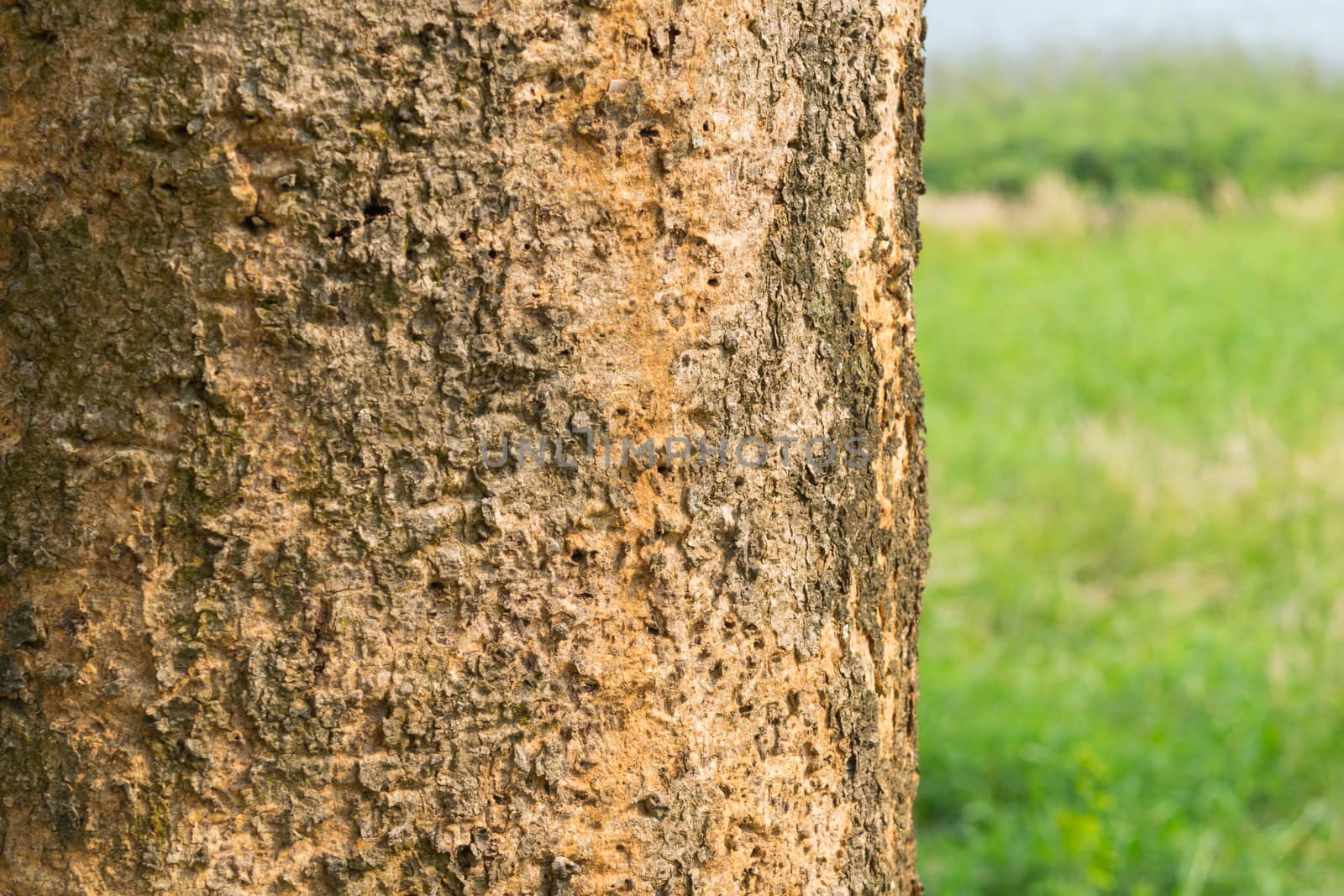 haulm of tree with green background