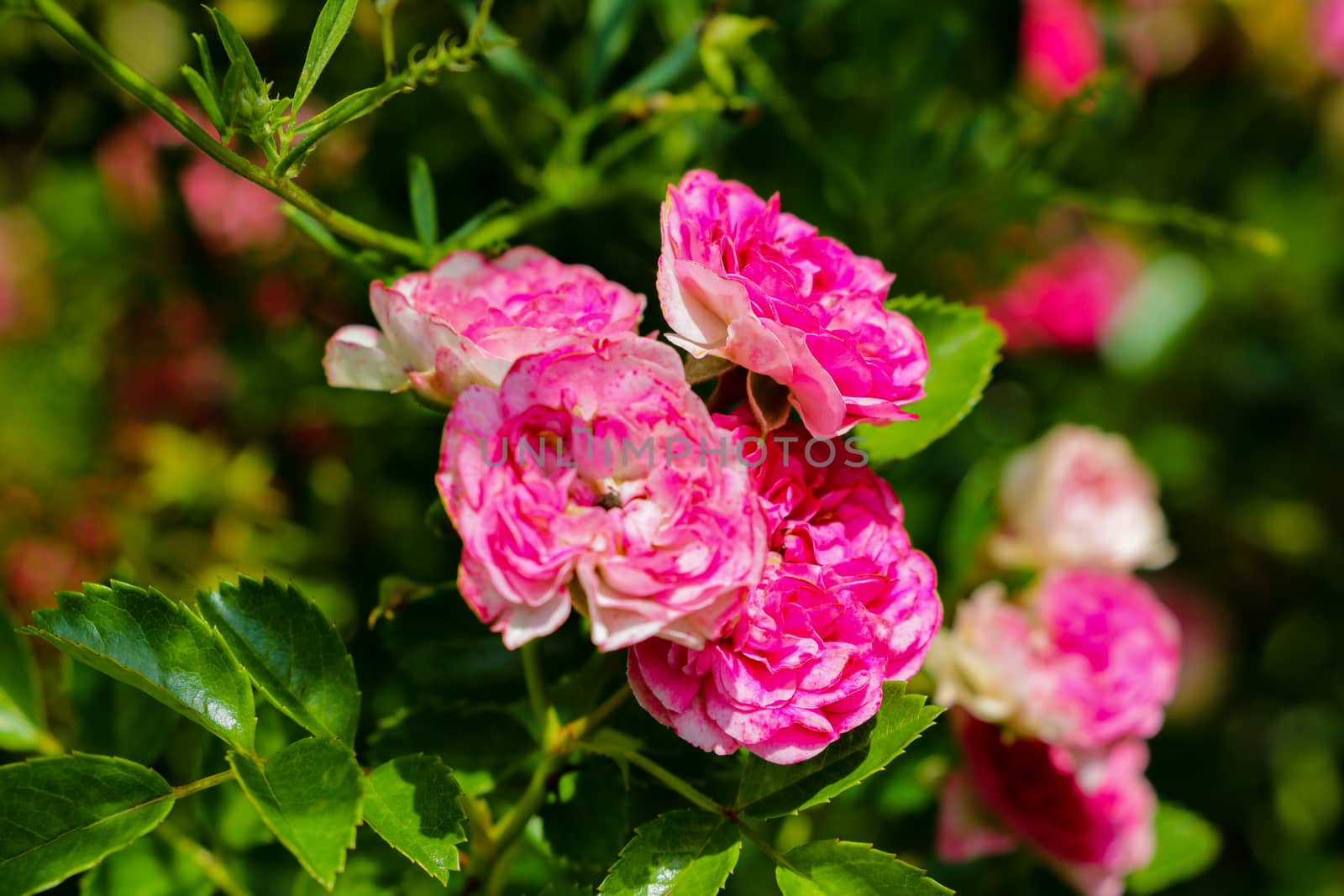 Red Roses on a bush in a garden. Nature. Spring. Valentine's Day, mothers Day. by kip02kas