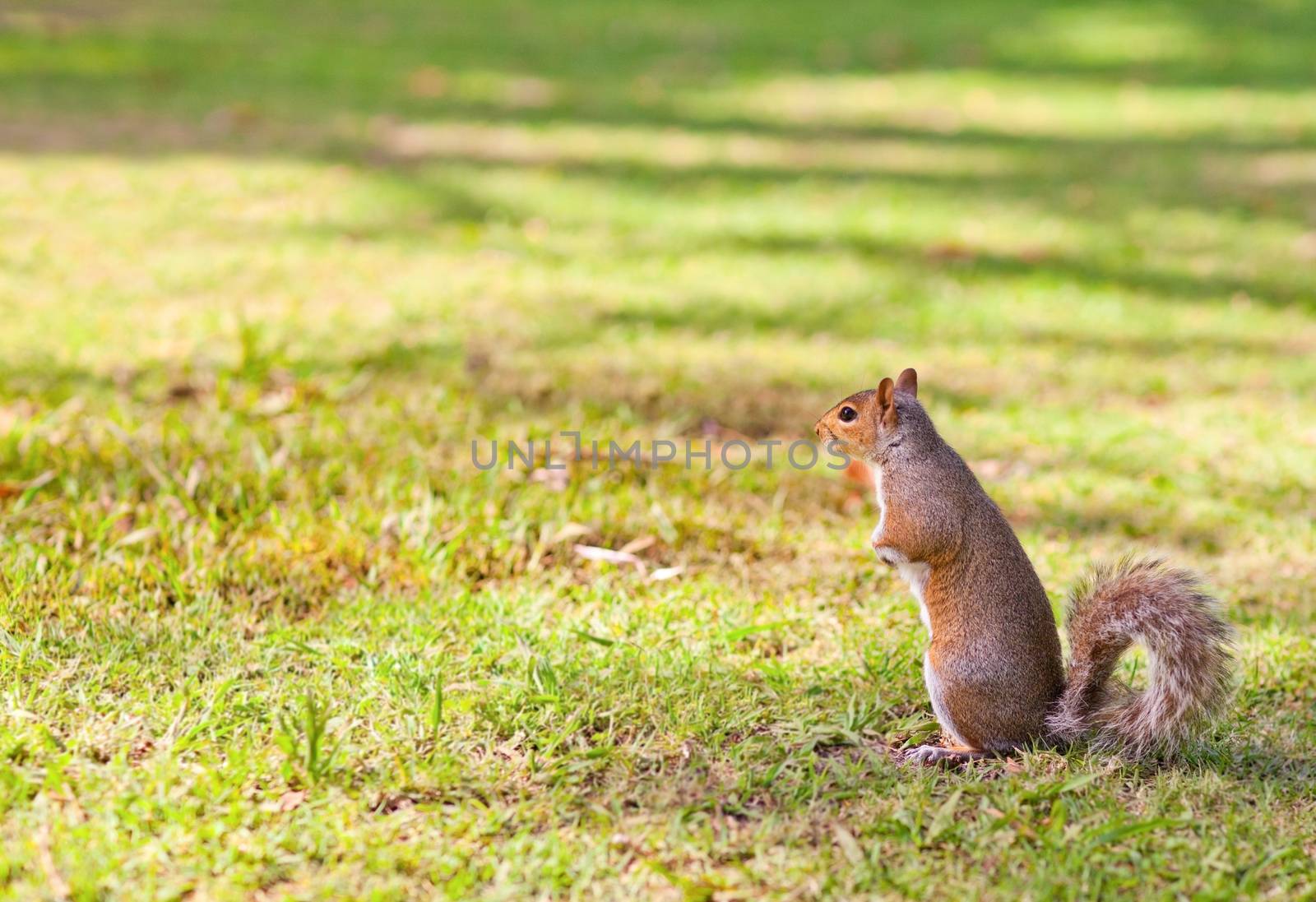 Squirrel in the park during the summer
