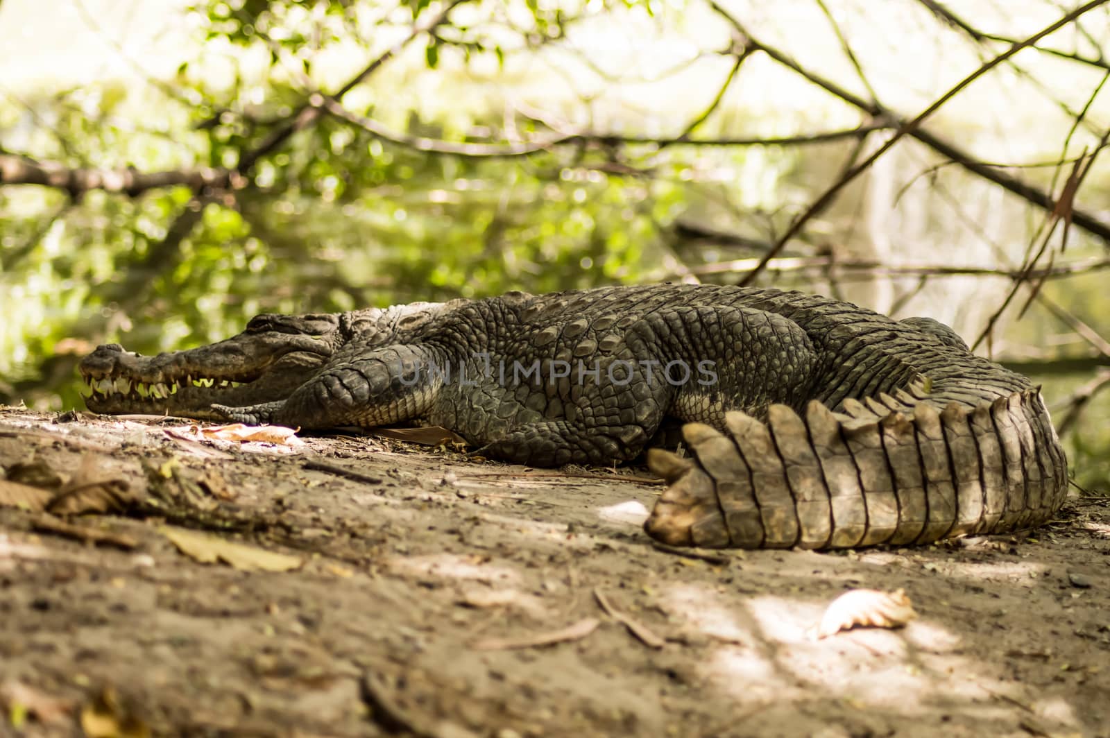 A crocodile basks in the heat of Gambia, by Philou1000