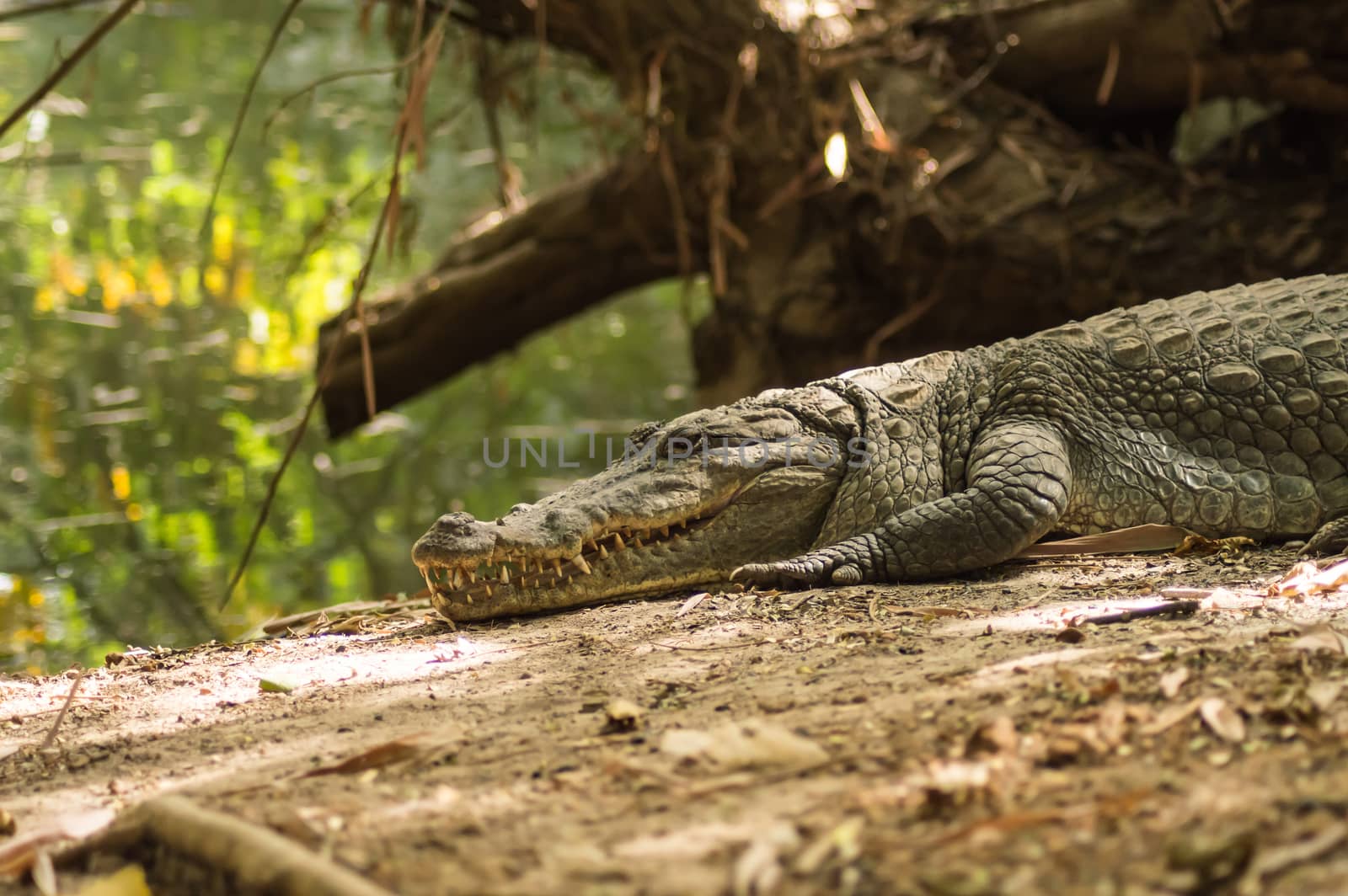 A crocodile basks in the heat of Gambia by Philou1000