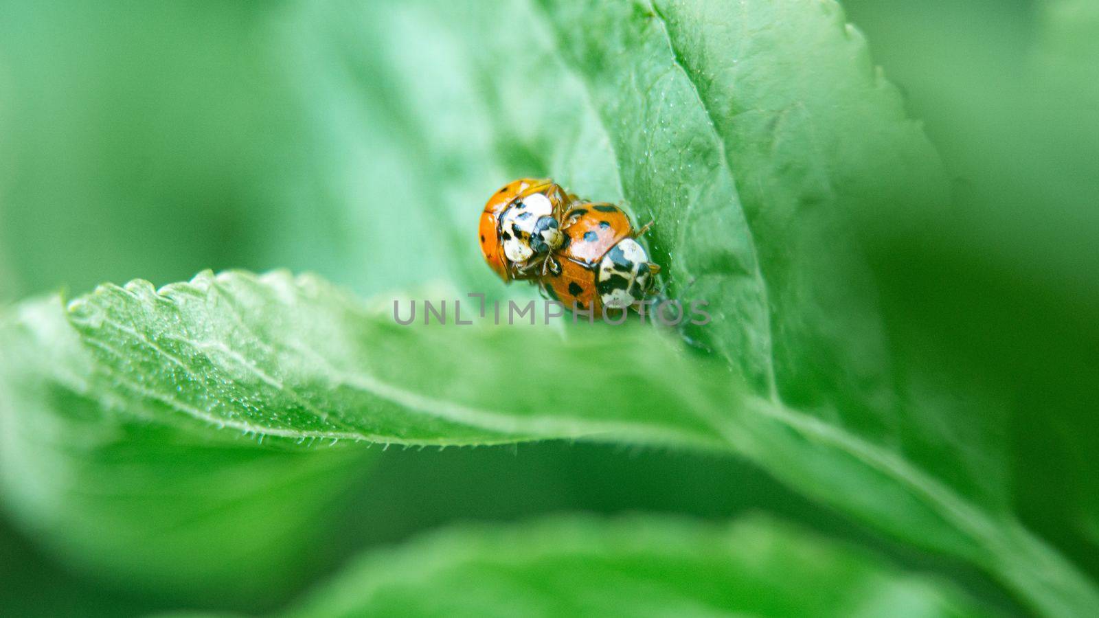 Insects by amitdnath