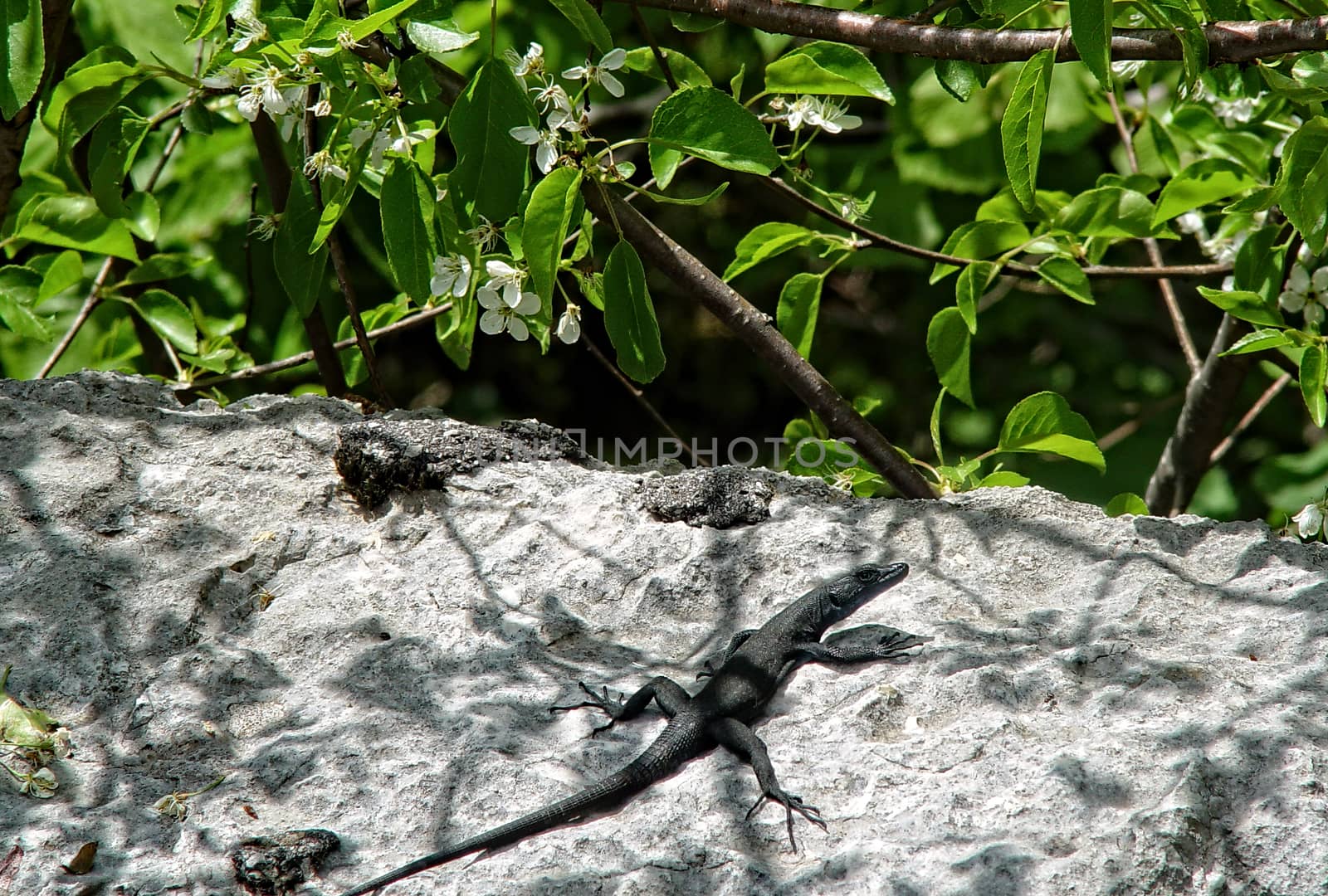 lizard sitting on a stone and basking in the sun. Spring day