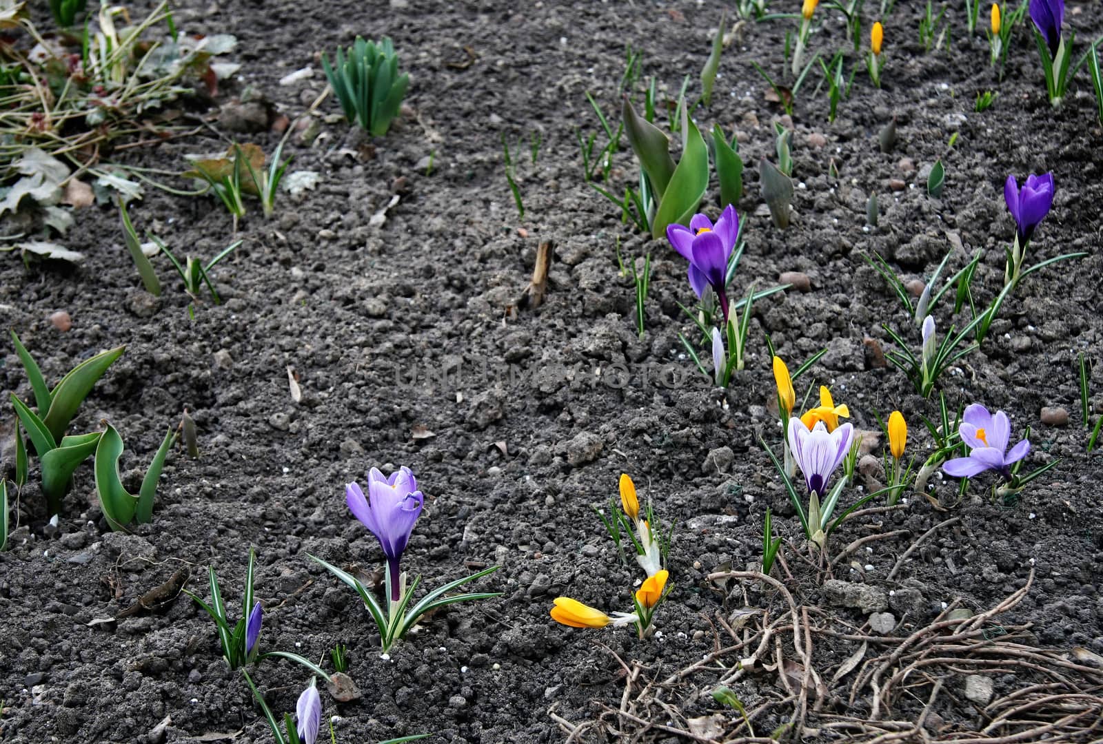 The first days of spring, the awakening of nature after winter. The earliest spring flowers are crocuses by bonilook