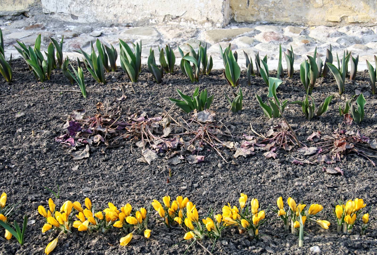 The first days of spring, the awakening of nature after winter. The earliest spring flowers are crocuses that bloom in the garden after snow melts.
