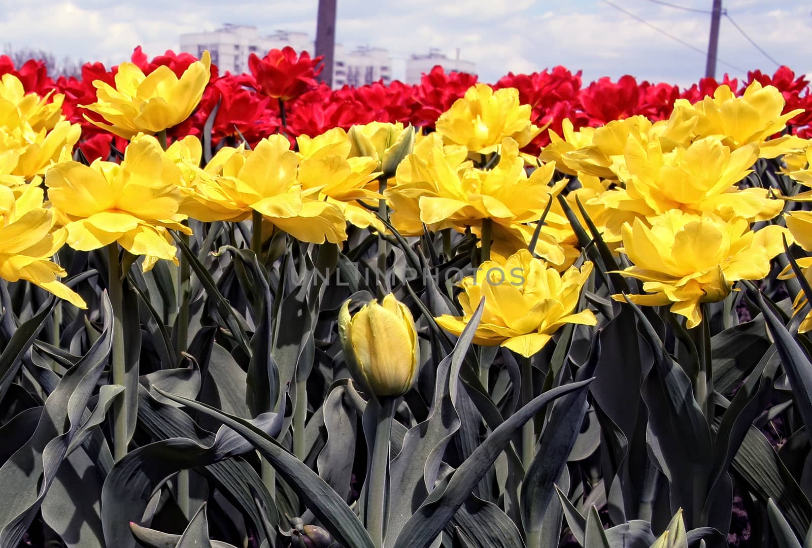 Beautiful red and yellow tulips with green leaves. Spring flowers bloom in a city flowerbed.