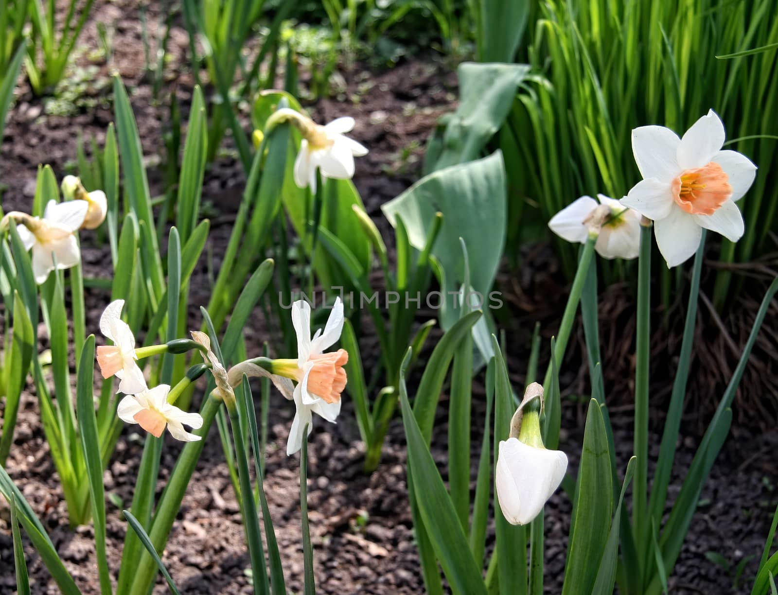 Field of blooming daffodils in spring park