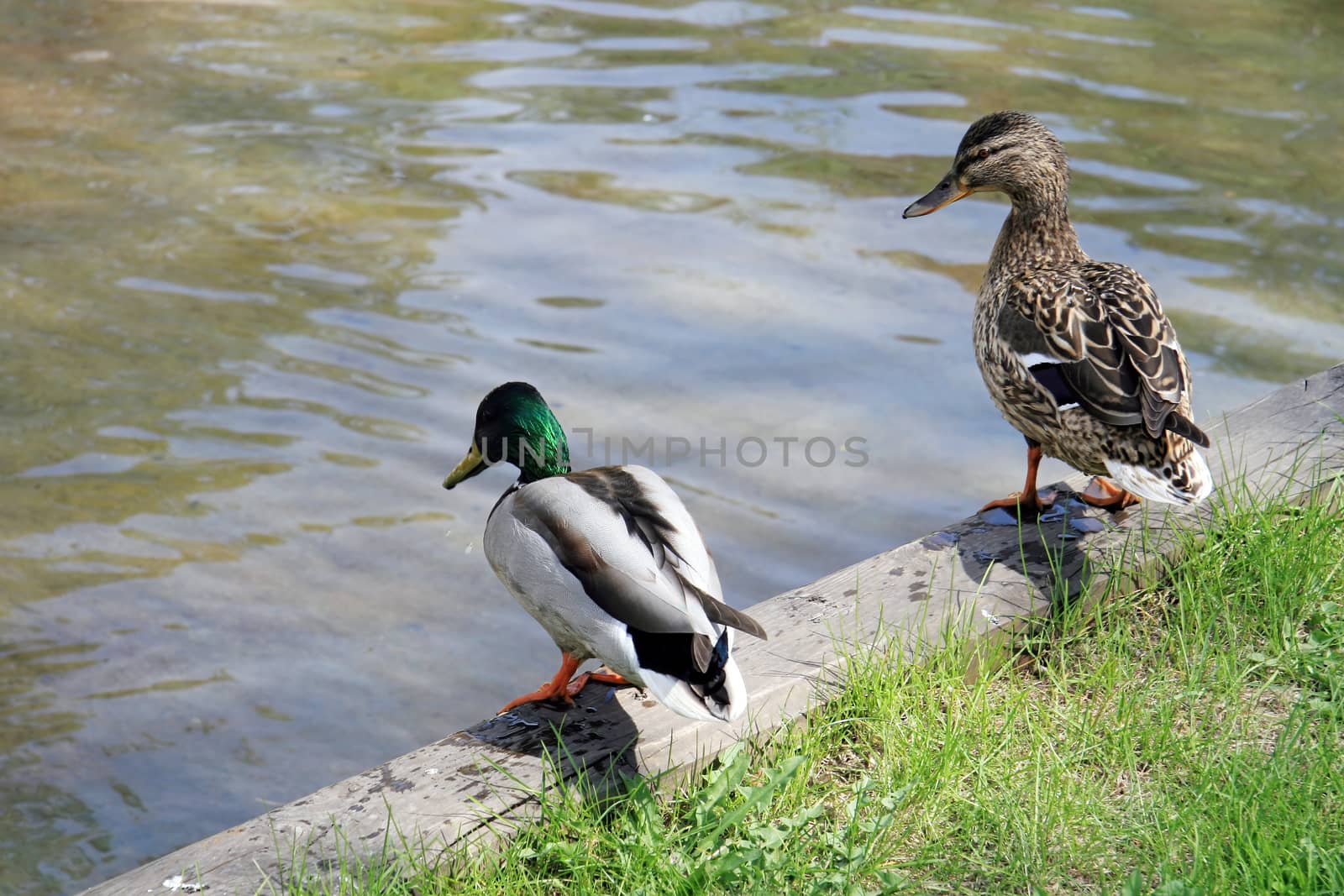 A male and female spiny duck stand near a pond with green water on a sunny spring day. The life of birds in the wild.