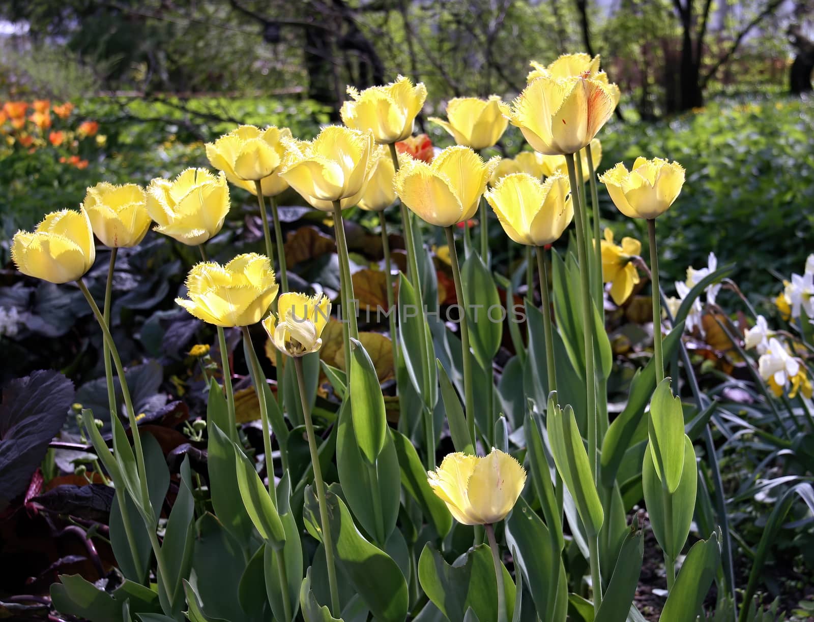 Beautiful yellow tulips with green leaves. Spring flowers bloom in the garden. Natural floral background.