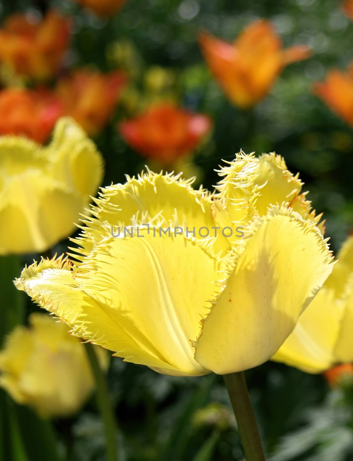 Beautiful yellow tulips with green leaves. Spring flowers bloom in the garden. Natural floral background.
