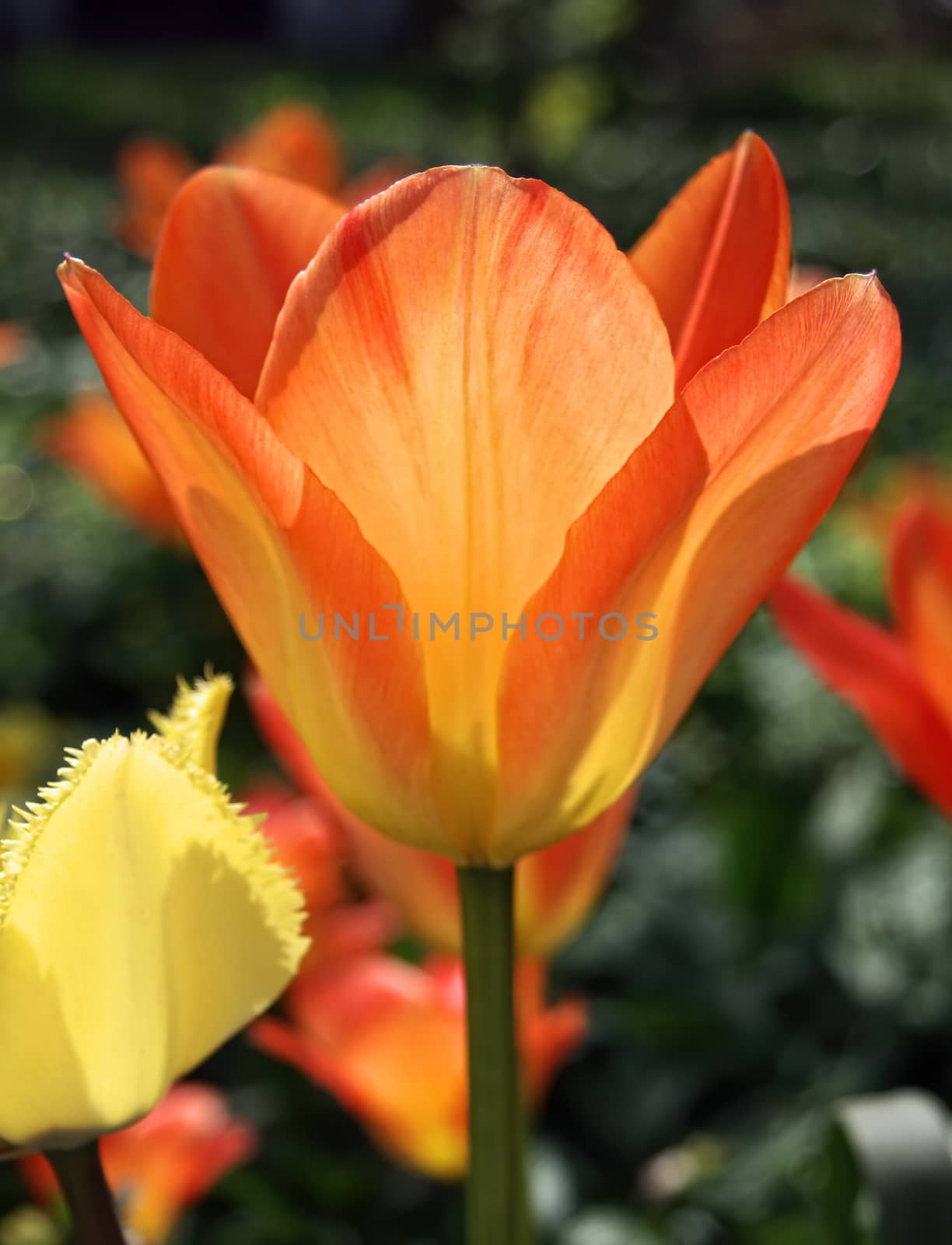 Beautiful orange tulips with green leaves. Spring flowers bloom in the garden. Natural floral background.