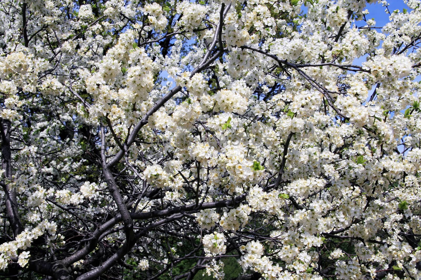 white blossom of apple trees in springtime