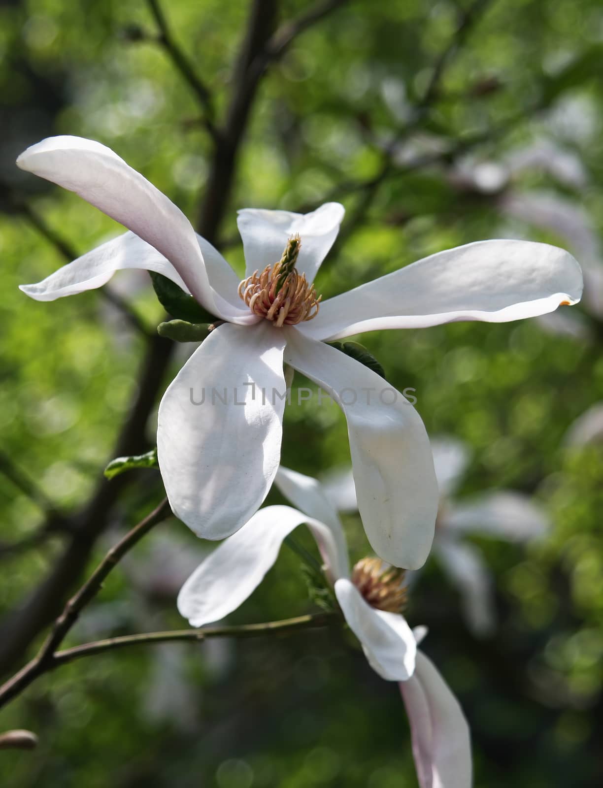 Spring floral background. Bloomy magnolia tree with big white flowers