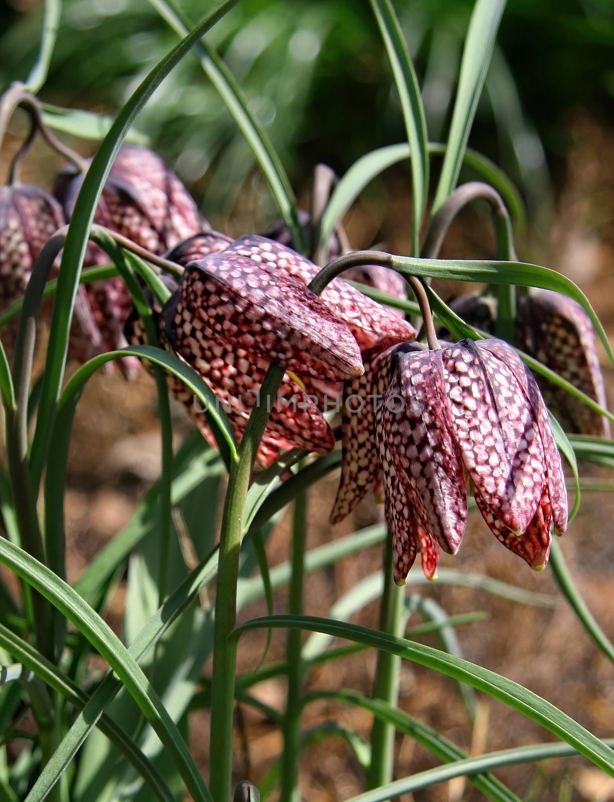 The checkerboard Fritillaria, Fritillaria meleagris. Group of flowers with a checkerboard raspberry color by bonilook