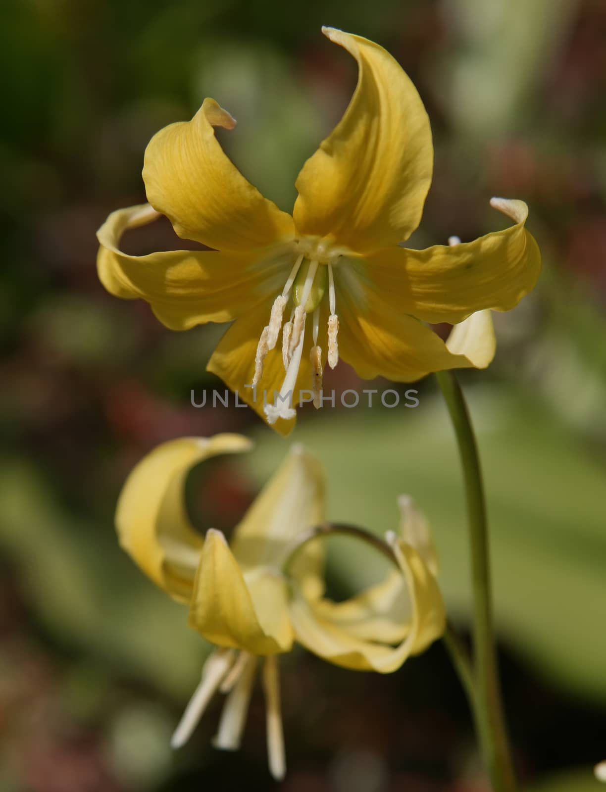 Beautiful flowers of yellow lilies. Can be used as background