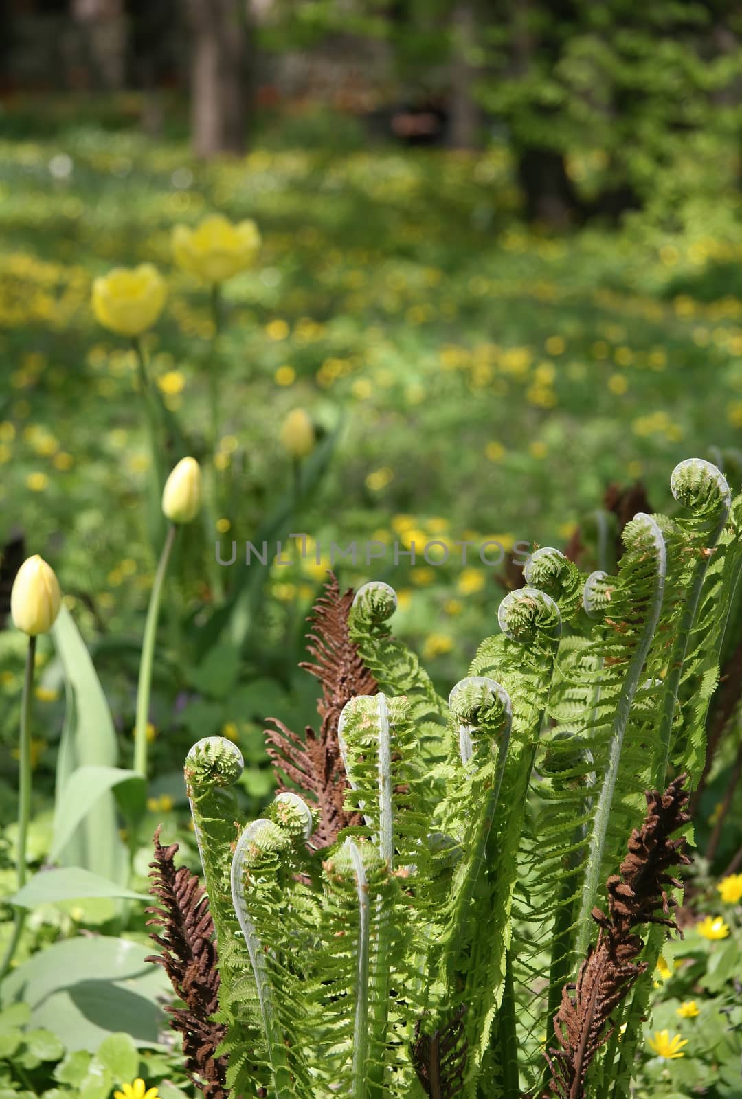 Beautyful ferns leaves green foliage natural floral fern background in sunlight.