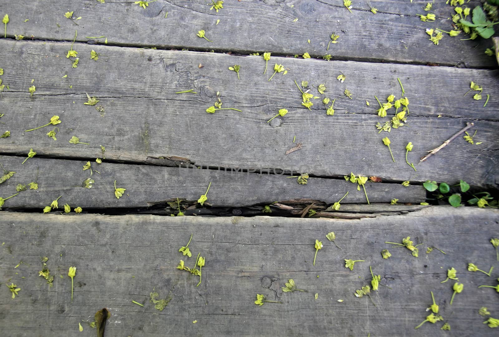 texture of a wooden walkway in the garden, strewn with spring green flowers from trees, natural background