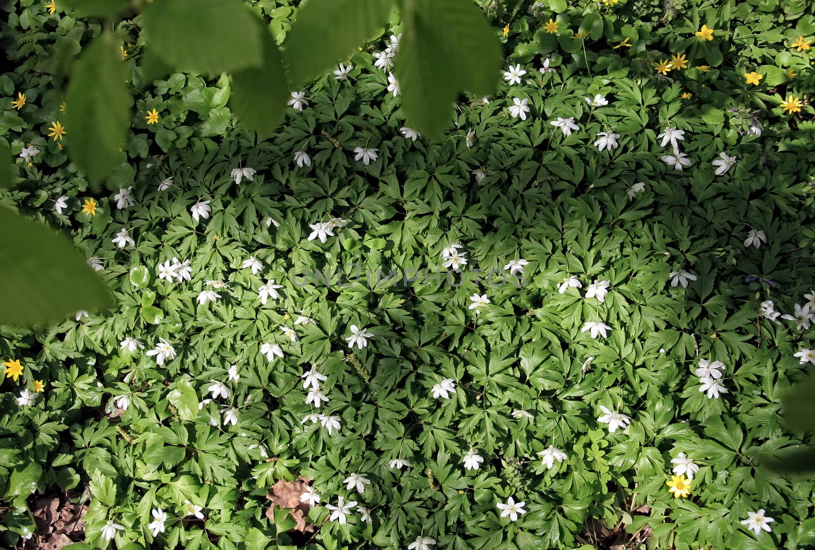 green leaves foliage texture background. A carpet of small spring flowers. View from above.