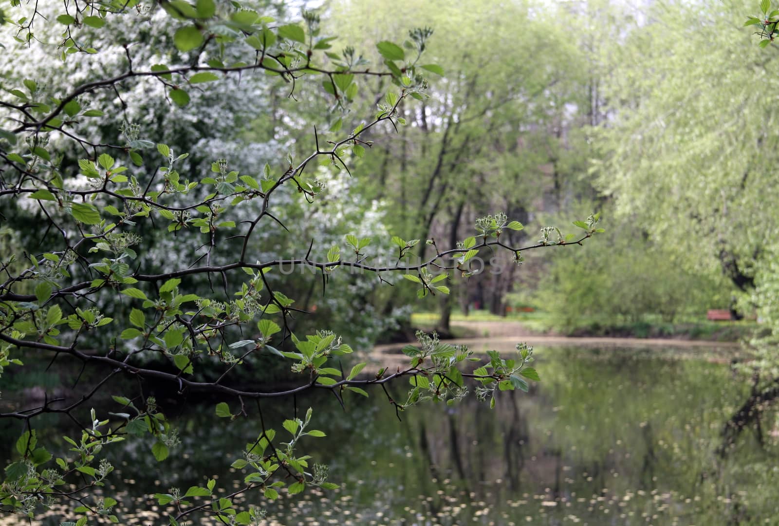 Fresh green spring nature. Young leaves appear on tree branches. Trekking on a warm April day.