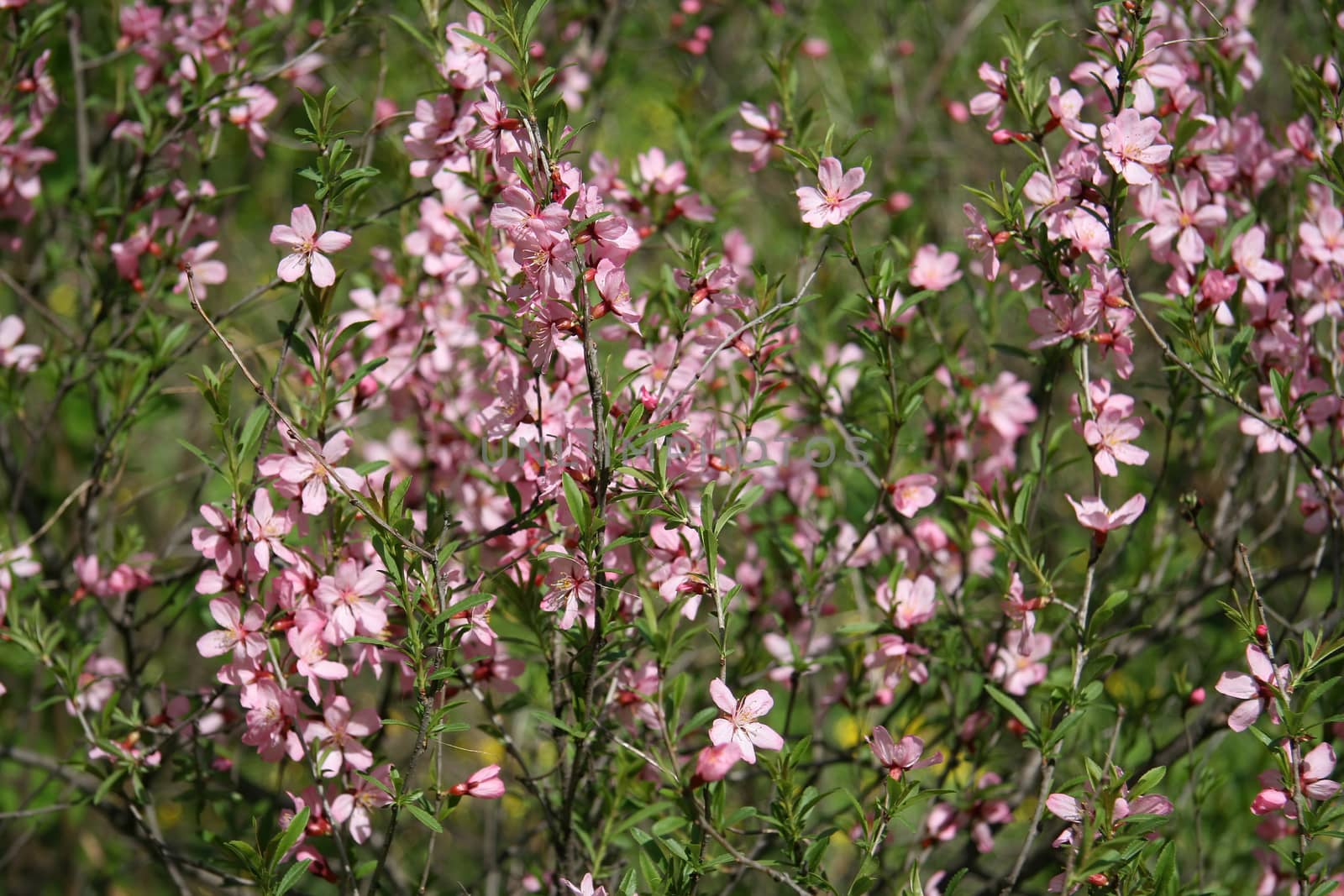 close up of flowering almond trees. Beautiful almond flower blossom, at springtime background