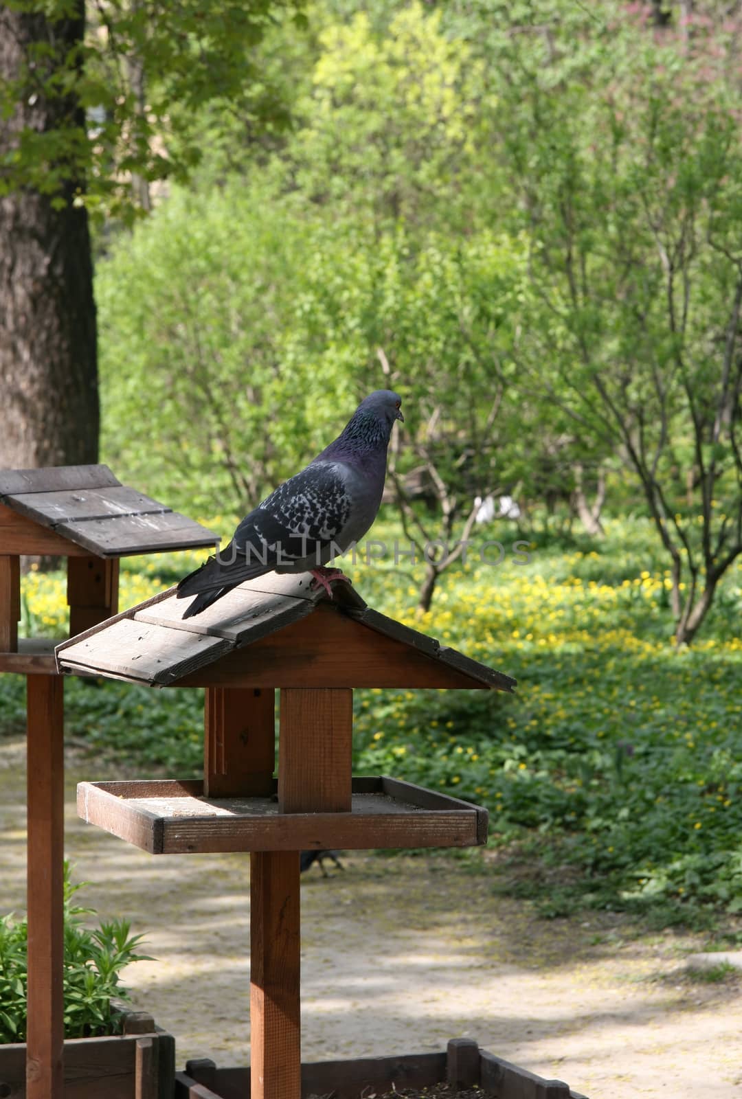 Pigeon sitting on a bird feeder in a spring park. Concept of bird care and environmental protection.