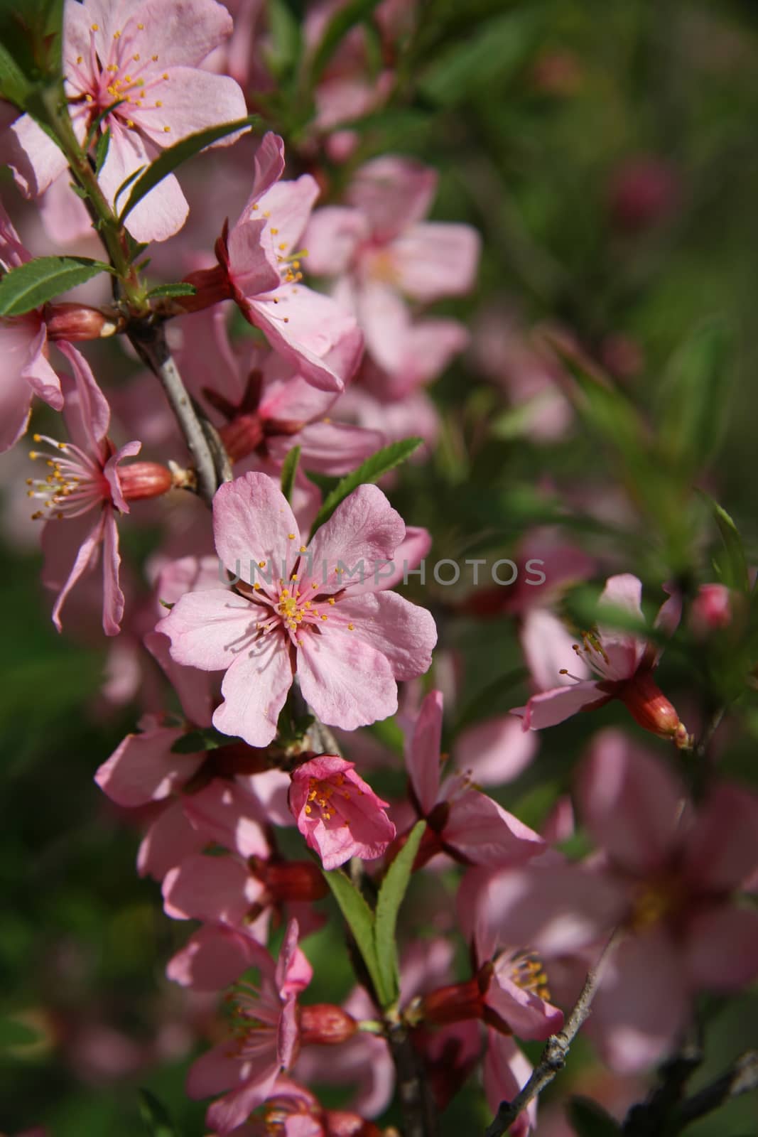 close up of flowering almond trees. Beautiful almond flower blossom, at springtime background