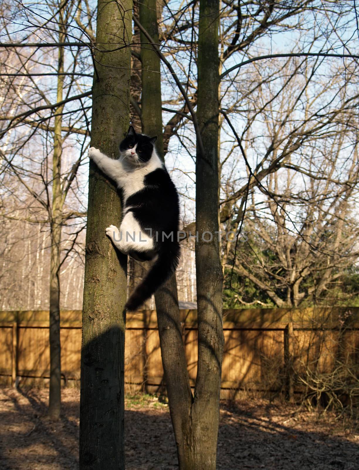 Black and white fluffy fat funny cat is climbing a tree in a park.
