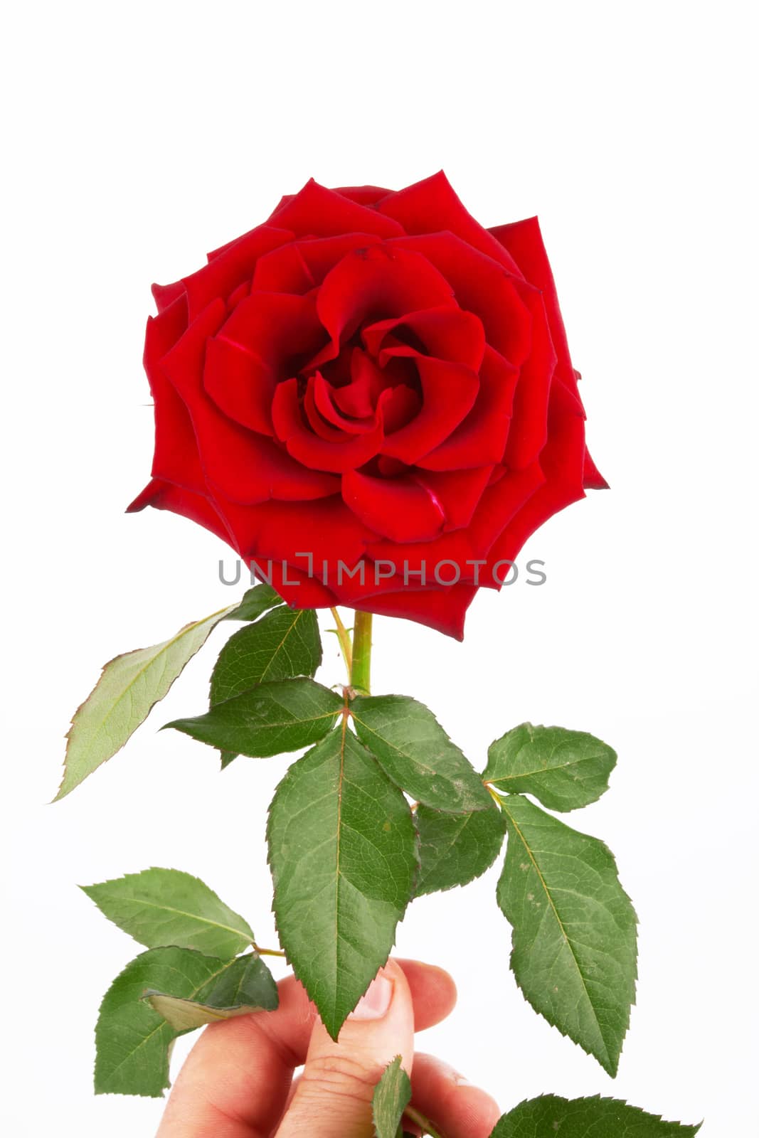 beautiful red rose in hand on white 