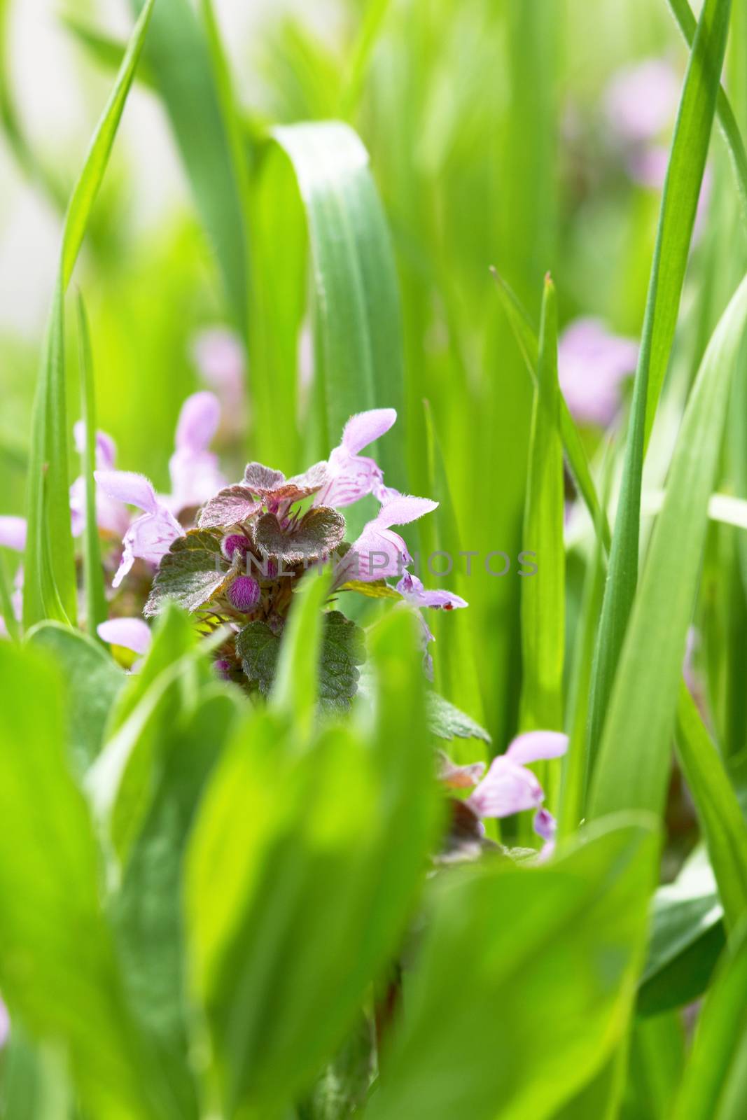 Spring purple flowers in grass 