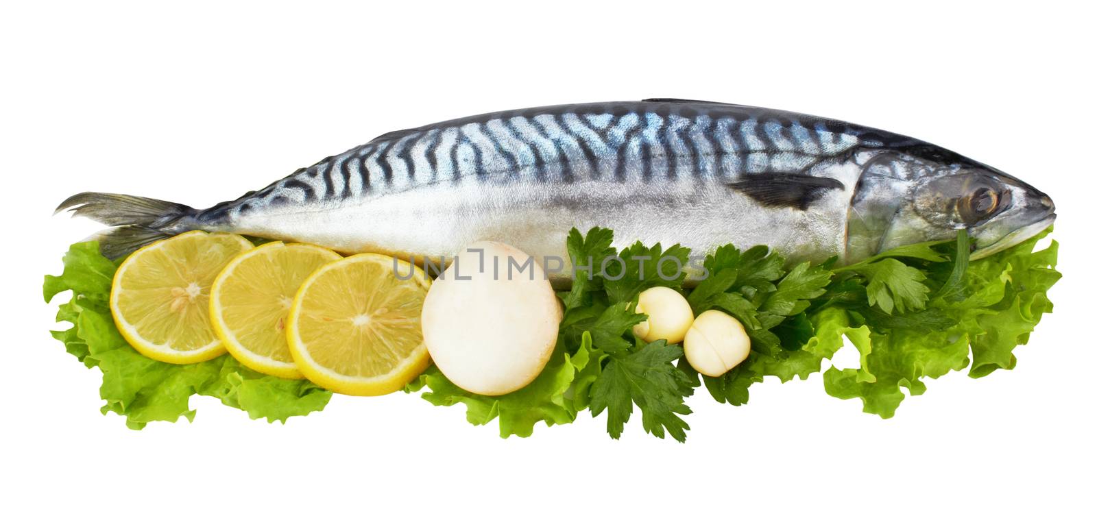 mackerel fish isolated on white background 