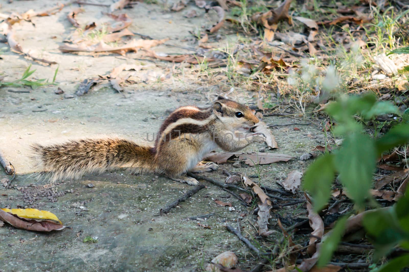 A small striped ground squirrel (fat dormouse ) rodent family, eating nut food in a public park. Animal living organism behavior. Close-up. Animal wildlife wilderness area background. Tripura India