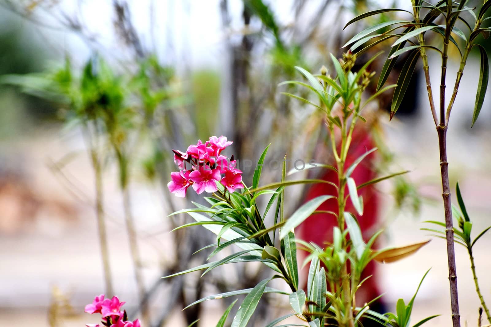 Flower and Flowering Plant