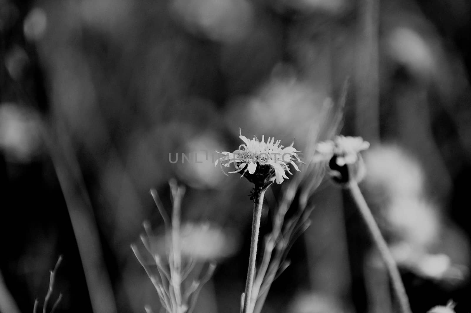 Closeup of flowers in filed