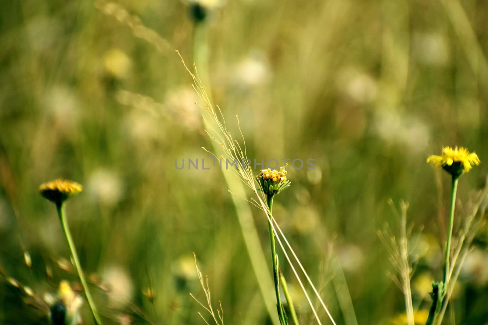 Closeup of flowers in filed