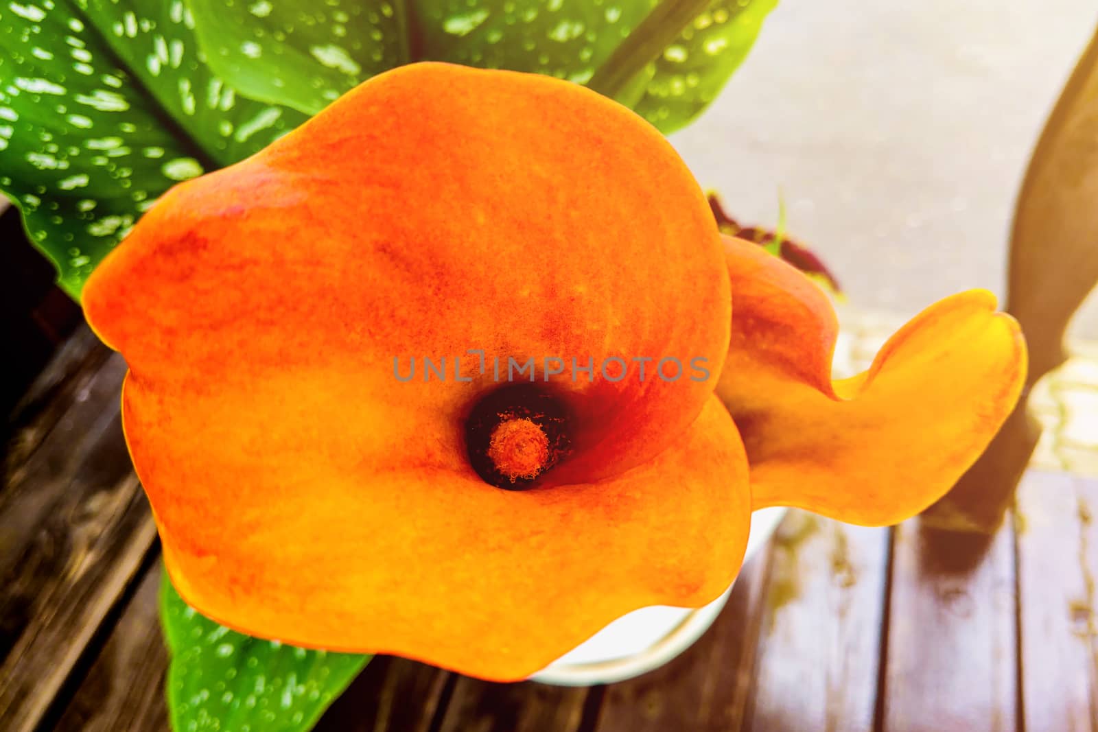 Bouquet of orange calla lilies in the garden. by kip02kas