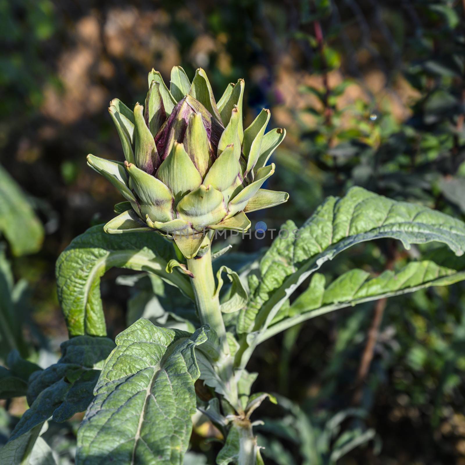 Artichoke flower on the field.