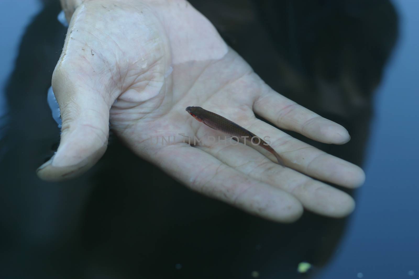 Small fish in a hand underwater fishing concept. A man let a small fish go