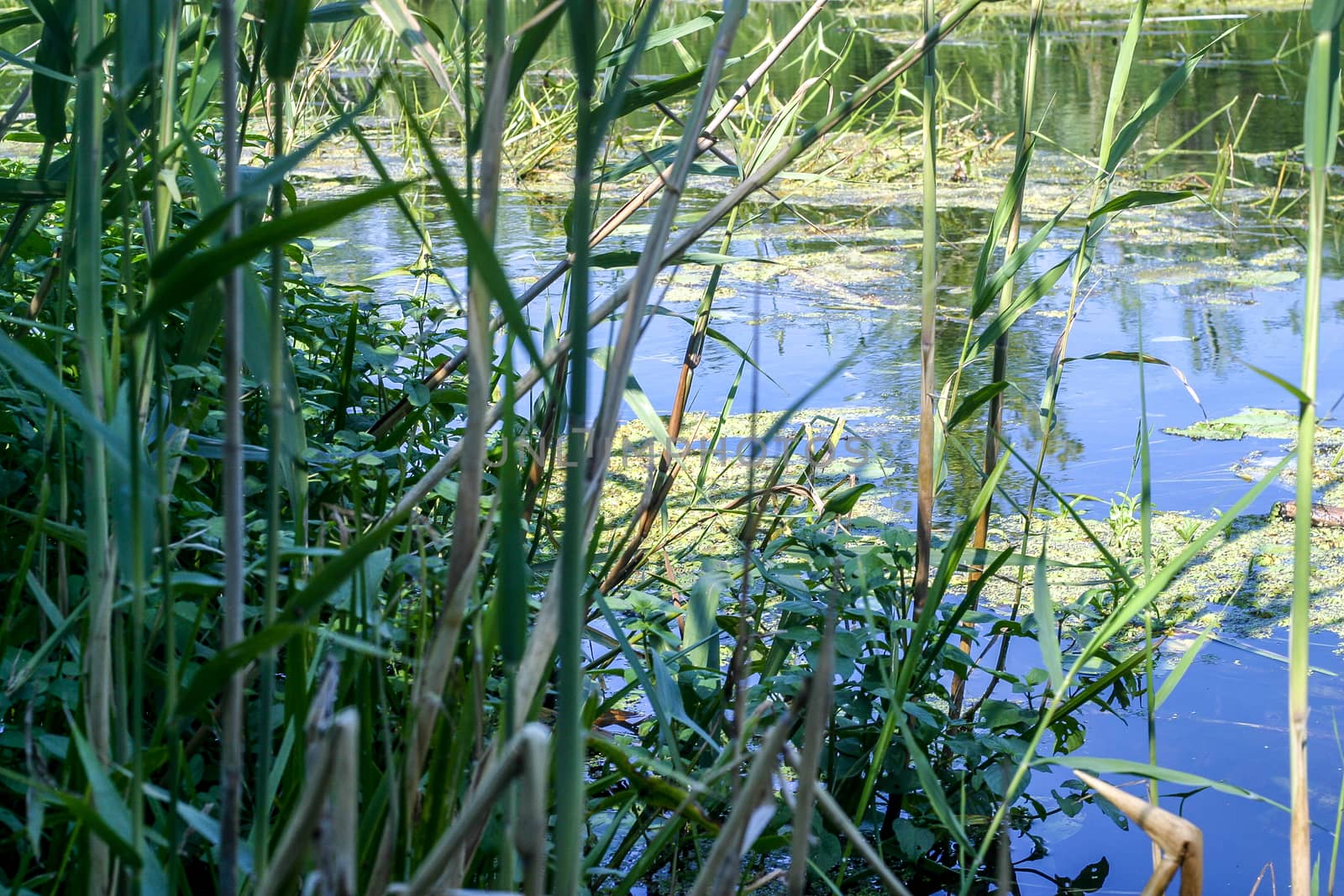 A pond full of plants in a forest wild nature scene